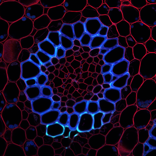 imgi_11_confocal