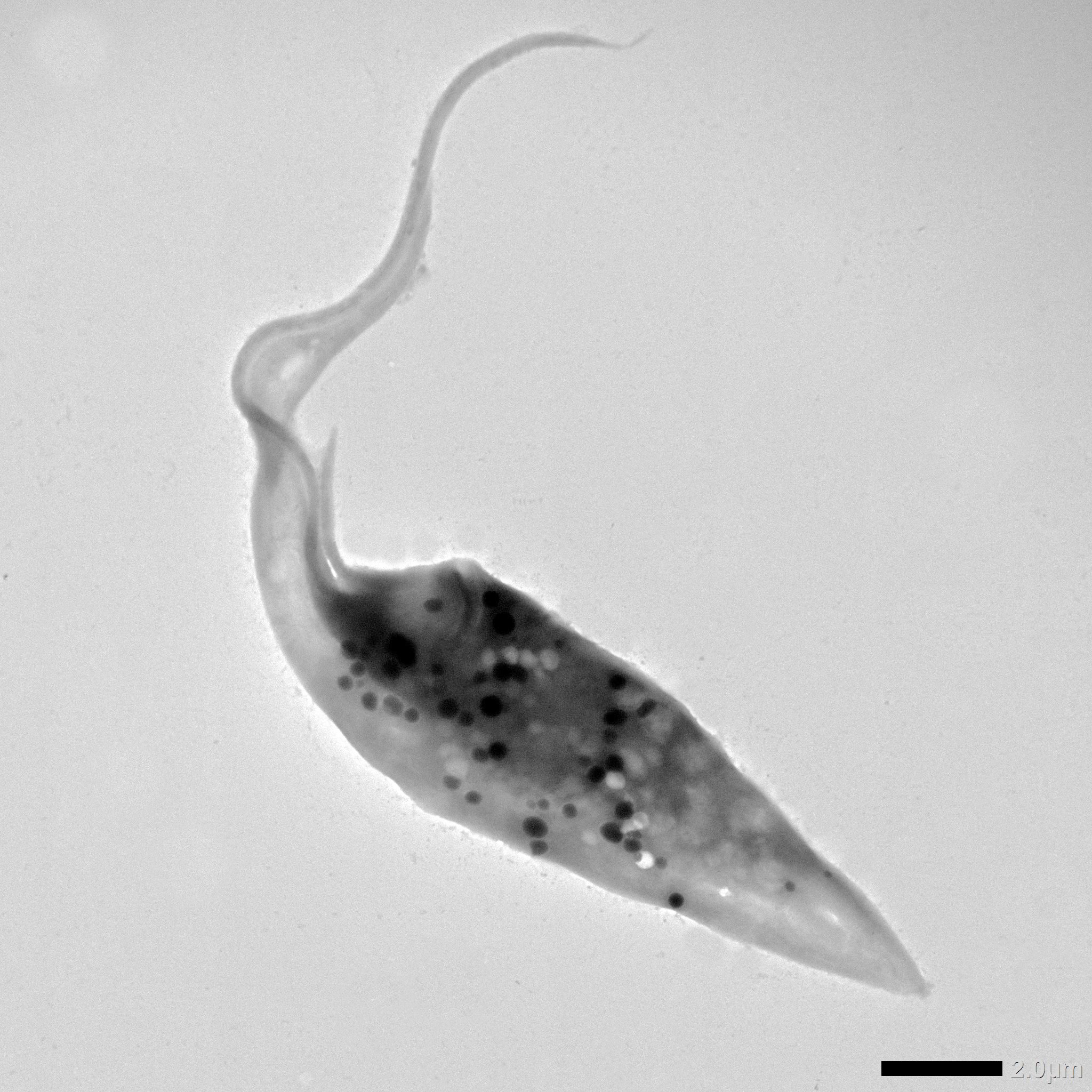 imgi_15_8-Epimastigote-evolutive-form-from-Trypanosoma-cruzi