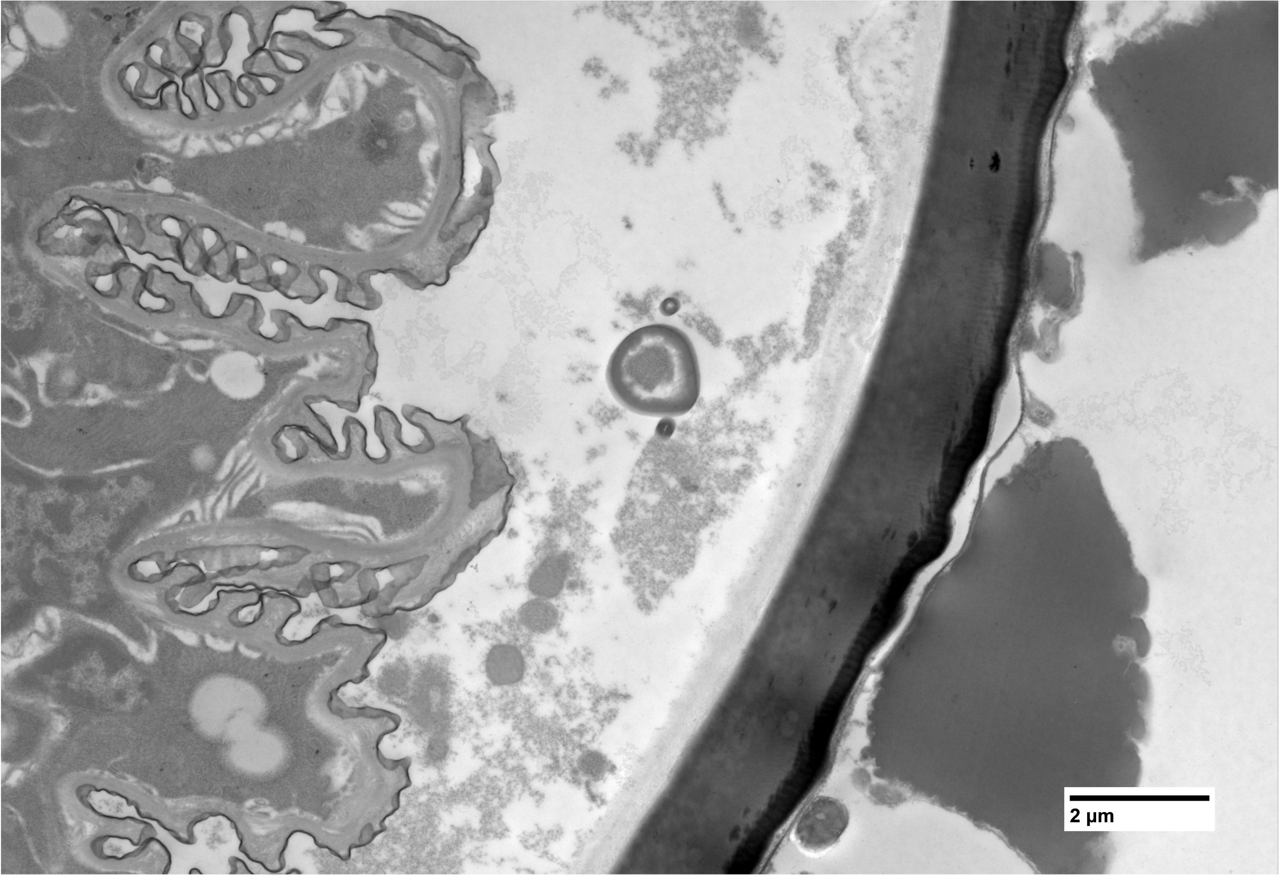 imgi_8_7-Aedes-aegypti-egg-cell-structure-scaled (1)